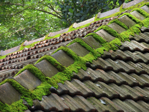 Démoussage de toiture à Bischwihr